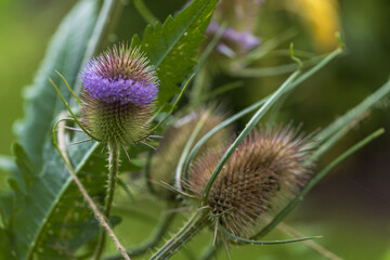 Obraz premium A thistle that has sharp thorns and a garden in the background