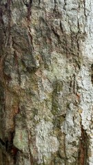 Close up reveals the rugged texture and earthy tones of aging tree bark