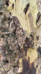 Textured sycamore tree bark exhibits rough surface and contrasting mottled pattern close up