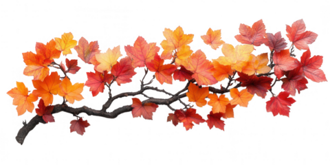 Vibrant autumn maple branch with leaves in shades of red orange and yellow isolated on transparent background
