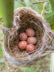 nest with eggs