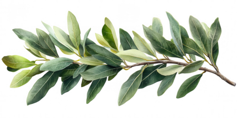 A detailed close up of a vibrant green olive branch with numerous elongated leaves showcasing natural texture and delicate veins isolated on transparent background