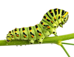 Vibrant caterpillar with striking markings, showcasing nature's beauty and the wonders of metamorphosis, perfect for educational materials on transparent background