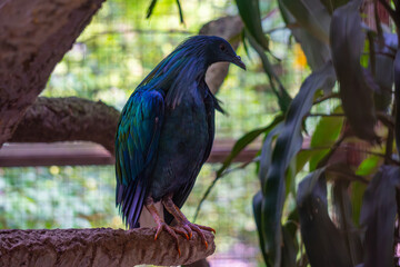 Nicobar pigeon perches calmly in its enclosure, its metallic green-blue feathers glowing subtly under filtered daylight.