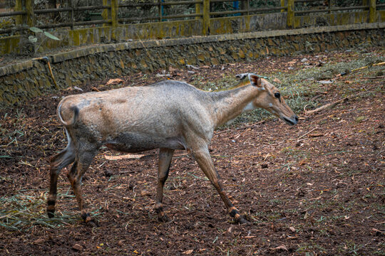 Muntjac deer, also known as a barking deer or kijang, walks gracefully across the leafy ground of its spacious enclosure, captured in a moment of exploration.