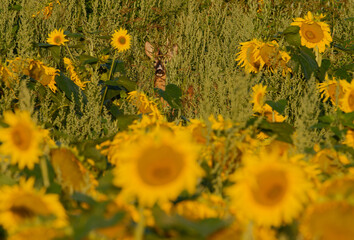 Rehbock versteckt im Sonnenblumenfeld