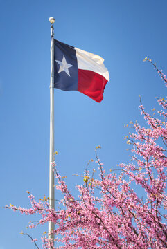 The state flag of Texas waving in the wind on flagpole. Redbud tree flowering in the foreground in the spring. Blue sky background.