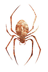 copper spider textured paper isolated transparent background 