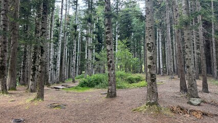 Foresta con alberi alti 
