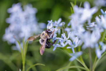 Bumblebee pollinating delicate Amsonia (Blue Star) flowers