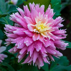 Fototapeta premium Dahlia rosa con gotas de agua