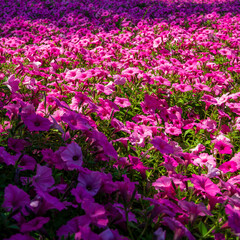 Fototapeta premium Campo flores