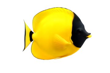Vibrant yellow butterflyfish with striking black markings swimming in clear blue ocean water isolated on transparent background