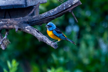 Beautiful Blue-and-yellow Tanager bird in the garden (Rauenia bonariensis)
