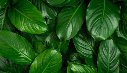 Lush, dark green foliage fills the frame, showcasing the intricate vein patterns of broad leaves