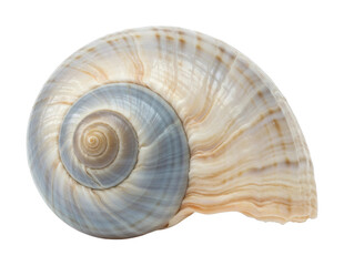 Spiral shell with beige and blue pattern. Cut out PNG