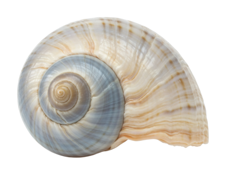 Spiral shell with beige and blue pattern. Cut out PNG