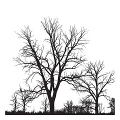 Silhouette of bare trees with intricate branch patterns against a white background in a winter scene landscape
