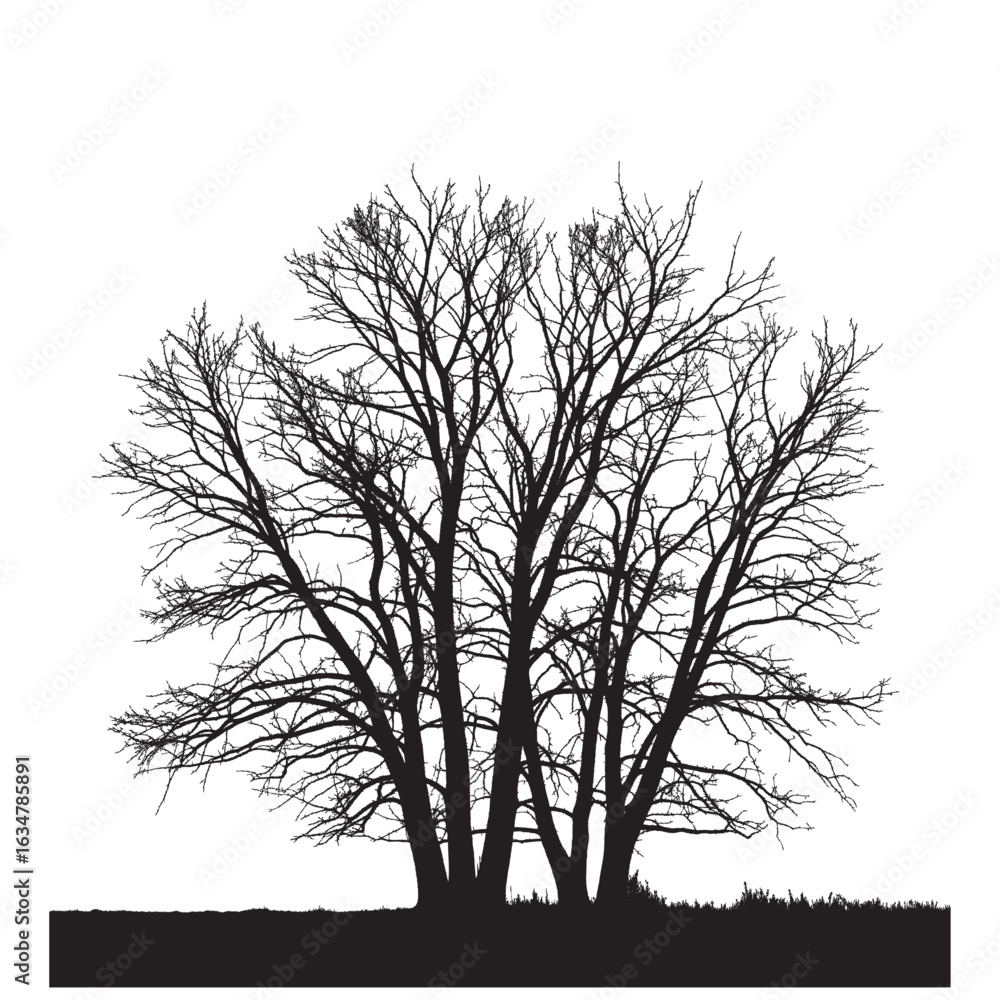 Poster silhouette of a bare tree with multiple trunks and branches against a white background in winter sea