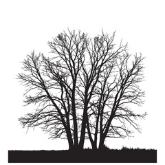 Silhouette of a bare tree with multiple trunks and branches against a white background in winter season
