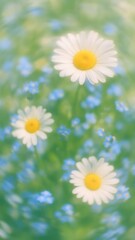 Fototapeta premium Soft daisies in dreamy focus.