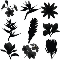 Fototapeta premium Assortment of Tropical and Exotic Flower Silhouettes in Black and Gray Tones vector