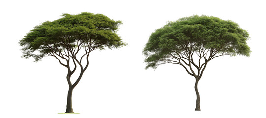 Fototapeta premium Graceful Acacia Tree with Sprawling Branches and Lush Foliage isolated on White or transparent background PNG