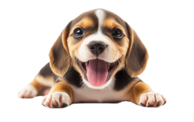 Happy excited beagle puppy on transparent background, png