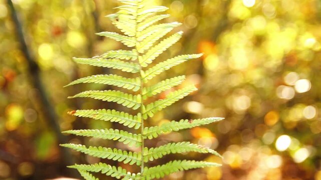 Female hand gently touches a fern leaf in a sun-drenched autumn forest. harmony between people and nature, and is a powerful concept for travel and connection with the earth. Hello autumn