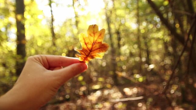 A hand gently holds a single oak leaf in a sun-drenched autumn forest. Hello autumn concept