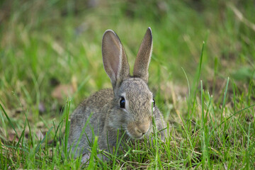 Young bunny munching on grass