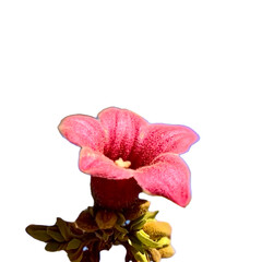 Exotic Pink Baobab Flower Isolated on Transparent Background