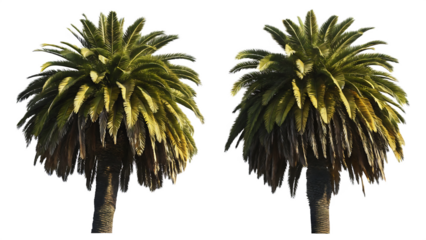 Two canary island date palms isolated on a transparent background tropical green