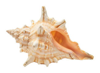 Natural conch seashell with spiral design and rough texture. Cut out PNG