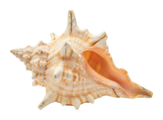 Natural conch seashell with spiral design and rough texture. Cut out PNG