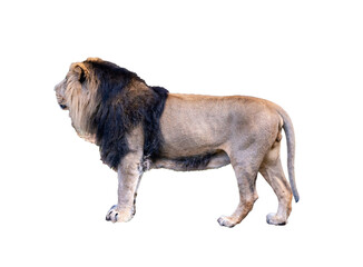Lion side view standing on all fours transparent background