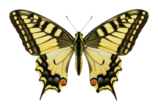 Detailed yellow swallowtail butterfly displaying intricate black and orange patterns. Cut out PNG