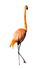 Red flamingos standing on one leg in water.