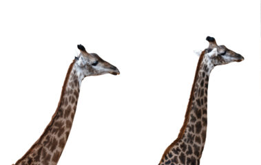 Two giraffe heads and neck on transparent background