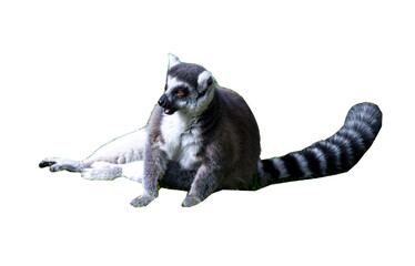 Lemur sitting close-up on transparent background