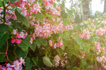 Close up of Begonia grandis ‘Heron’s Pirouette’ Hardy Begonia © cn0ra