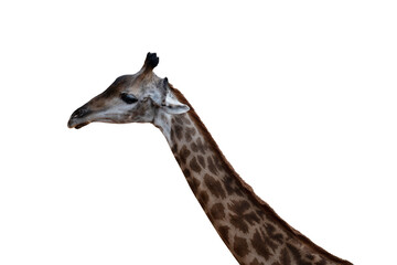 One giraffe head and neck on transparent background