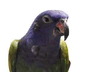  Blue-headed Parrot Pionus menstruus close-up portrait on a light background 