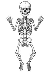 Obraz premium Intricate skeletal figure with raised hands, great for anatomy studies or Halloween designs