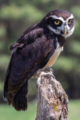 Spectacled Owl (Pulsatrix perspicillata) Perched on Stump – Wildlife Bird Photography