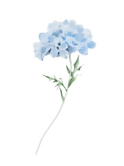 Watercolor Blue Hydrangea Illustration