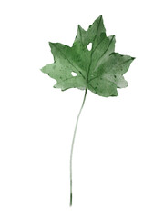 Watercolor Green Leaves Botanical Illustration