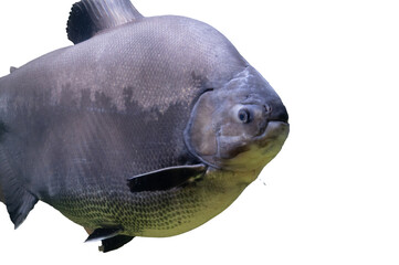Tambaqui Fish Colossoma macropomum Isolated on Transparent Background