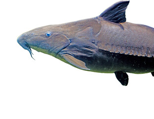Tambaqui Fish Colossoma macropomum Isolated on Transparent Background