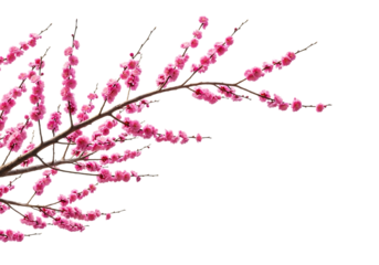Close up of pink plum blossom branch isolated on transparent background
